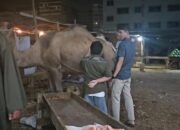 Hewan Kurban Peduli Kemanusiaan untuk Palestina dari Keluarga Besar Abah Agam di Kairo Mesir
