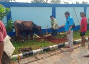 Idul Adha, PWI Kabupaten Bogor Kurban Dua Ekor Sapi dan Enam Ekor Kambing
