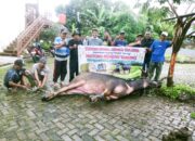 Tradisi Potong Kebo Andil Kudu di Lestarikan Menjelang Lebaran Idul Fitri