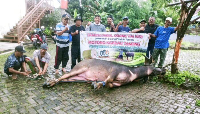 Tradisi Potong Kebo Andil Kudu di Lestarikan Menjelang Lebaran Idul Fitri