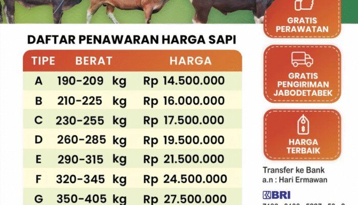 Mulai 13 Juta, Bima Jaya Farm Tawarkan Sapi Qurban Berkualitas dengan Gratis Perawatan dan Pengiriman
