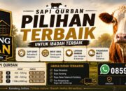 Cari Sapi Qurban Berkualitas? Kandang Sultan Tawarkan Pilihan Premium dan Amanah