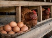 Harga Ayam dan Telur Harus Seimbang, Pemerintah Tetapkan Harga Acuan Mulai 15 Juli 2026