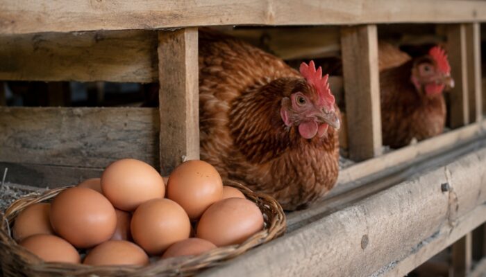 Harga Ayam dan Telur Harus Seimbang, Pemerintah Tetapkan Harga Acuan Mulai 15 Juli 2026