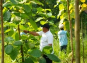 Menanam Harapan untuk Masa Depan: Pemkab Bogor Perkuat Hutan Kota di 40 Kecamatan